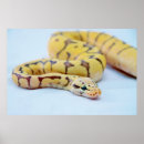 Recherche de python posters Balle