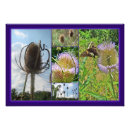 Recherche de chardon posters Plante