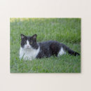 Recherche de chat smoking puzzles Félin