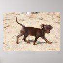 Recherche de canin posters Sable