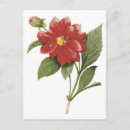 Recherche de dahlia rouge cartes postales Botanique