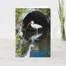 Suche nach weißer reiher karten Natur