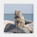Suche nach winde magnete Katze