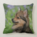 Recherche de spitz coussins Loulou