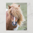 Suche nach shetland postkarten Pferd