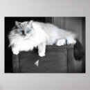 Suche nach fauler tag poster Katzen