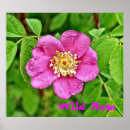 Suche nach wilde rose poster Rosa