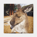 Recherche de kangourou magnets Marsupial