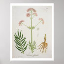 Suche nach veg poster Frucht