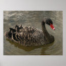 Suche nach schwarzer schwan poster Fluss