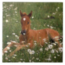 Suche nach gänseblümchen fliesen Frühling
