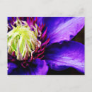 Recherche de violet clair cartes postales Rose