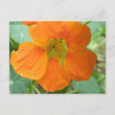 Recherche de nasturtiums cartes postales Feuille