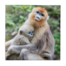 Suche nach niedlicher affe fliesen Niedliche tiere