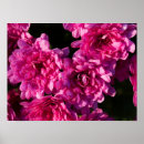 Recherche de chrysanthème photographie Fleurs d'automne