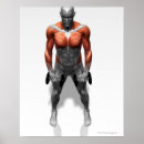Recherche de muscle humain posters Pièce de corps humain