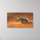 Suche nach frog leinwandbilder Amphibien