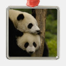 Recherche de panda de bébé ornements Province du sichuan