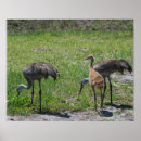 Suche nach vogelbilder poster Ornithologie