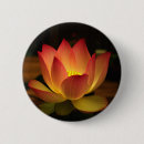 Suche nach lotos blume buttons Natur