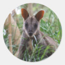 Suche nach wallaby aufkleber Australie