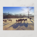 Recherche de préfecture cartes postales Animal
