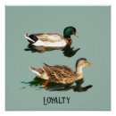 Recherche de canards posters Nature