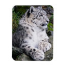 Recherche de chats sauvages magnets Photographie