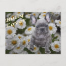 Recherche de bouledogues cartes postales Bouledogue français