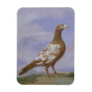 Recherche de voyageur magnets Oiseaux
