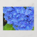 Suche nach hydrangea postkarten Blau