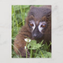 Suche nach lemur poster Affen