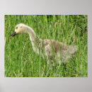 Suche nach kanadische gans poster Kanadagans