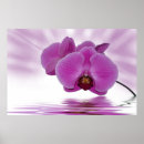 Suche nach exotische orchideen poster Blüte