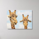Recherche de girafe impressions sur toile Girafes