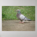 Recherche de pigeons posters Imprimer