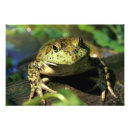 Recherche de grenouilles posters Aquatique