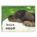 Suche nach dackel kalender Tiere