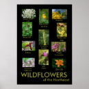 Recherche de ressources éducatives posters Plantes