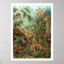 Suche nach moos kunst Natur