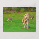 Recherche de roos cartes postales Kangourou