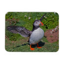 Recherche de atlantique magnets Oiseaux