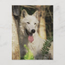 Suche nach wolf im wald postkarten Wild