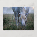 Recherche de images de cheval cartes postales Photographie