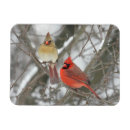 Recherche de cardinalis Plumes