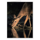 Recherche de ongulés Cerfs communs