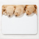 Suche nach goldener welpe mousepads Welpen
