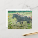 Suche nach amisch postkarten Angelandspot