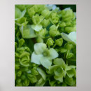 Suche nach neues wachstum poster Blume