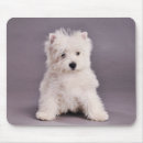 Recherche de westies tapis souris Chiots